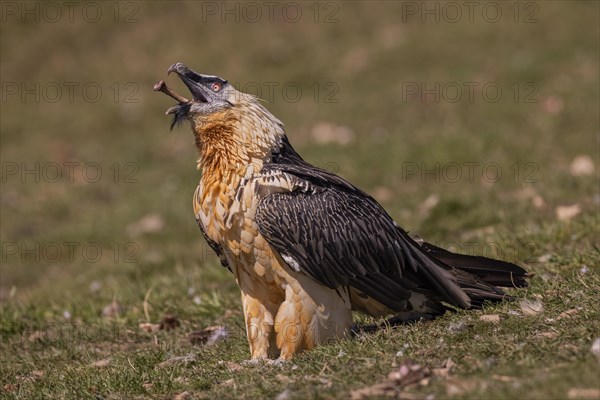 Bearded vulture