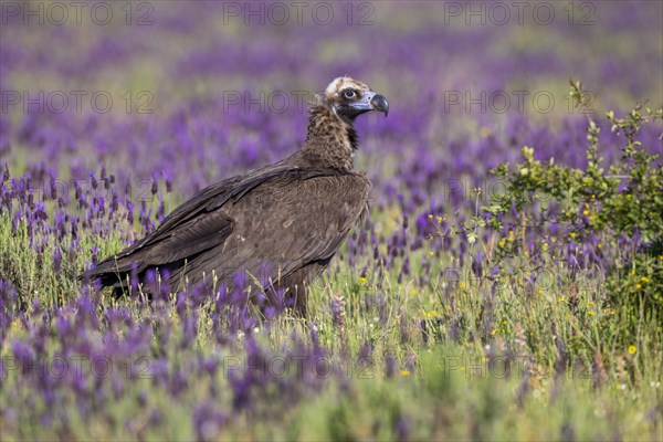 Cinereous vulture