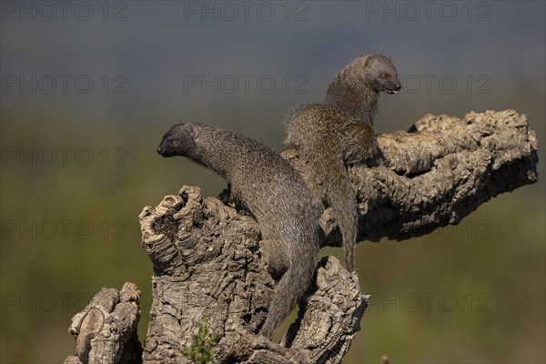 Egyptian mongoose