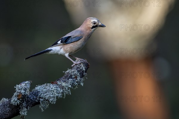 Eurasian jay