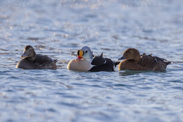 King Eider