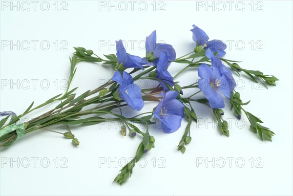 Medicinal plant Linseed