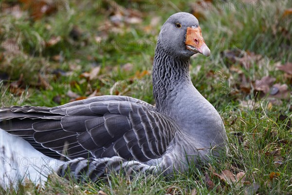 Greylag goose