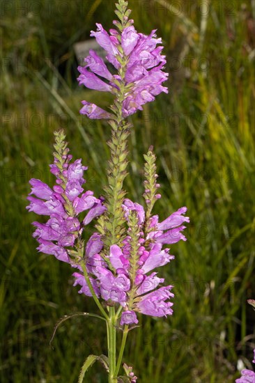 Loosestrife inflorescence with many open purple flowers