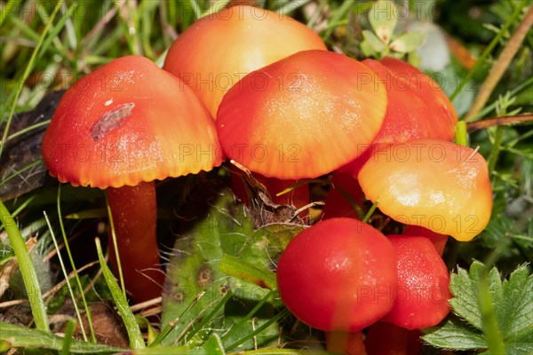 Cherry-red sapling seven fruiting bodies with cherry-red caps and stems side by side in green grass