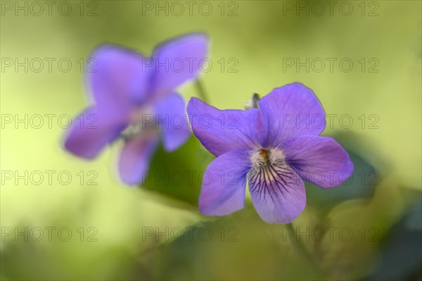 Heath dog-violet