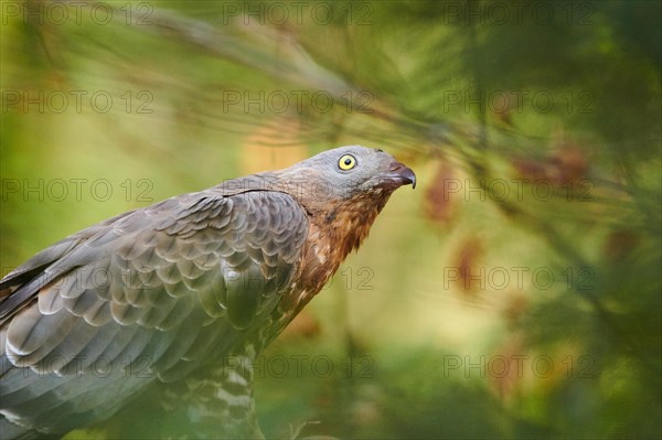 European honey buzzard