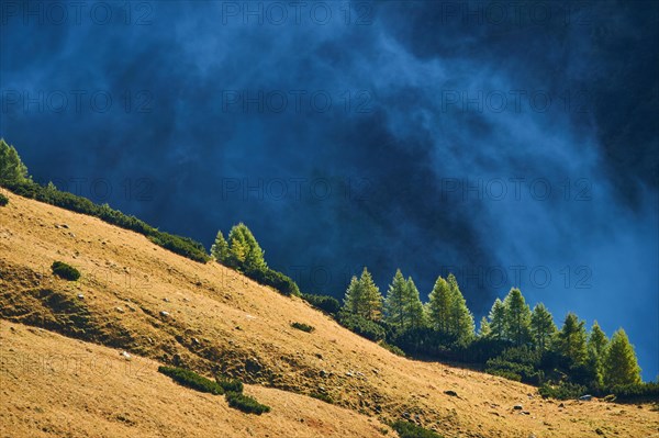 European larch
