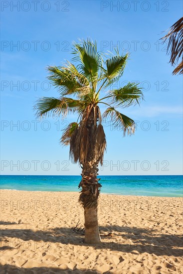 Mexican fan palm