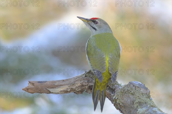 Grey-headed woodpecker