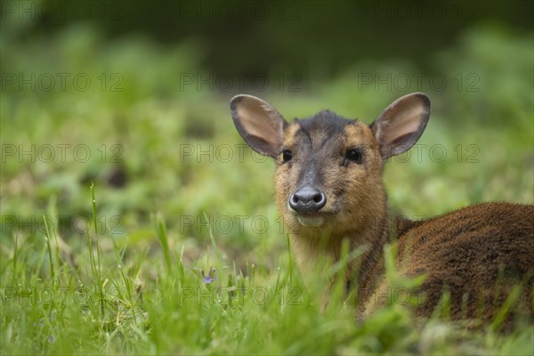 Muntjac