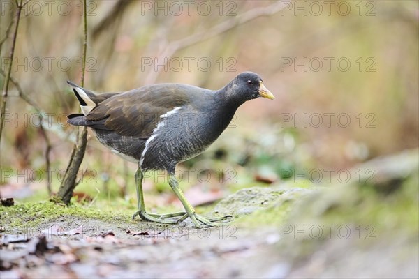 Common moorhen