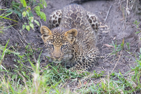 Leopard