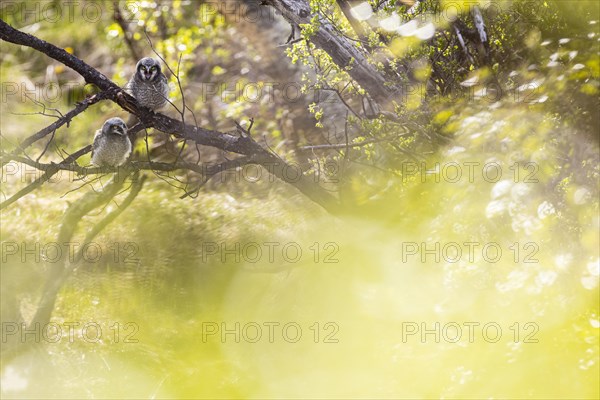 Northern hawk owl