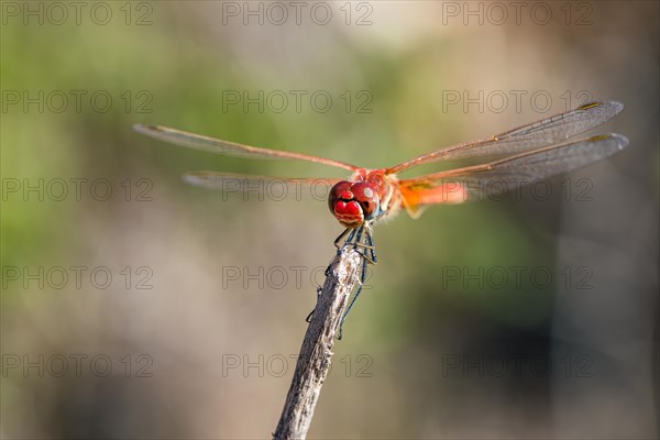 Red Veined Darter