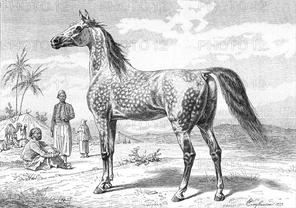 Arabian horse