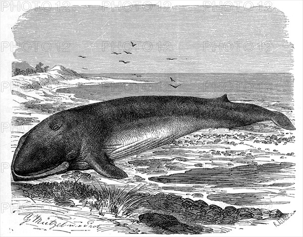 Fin whale