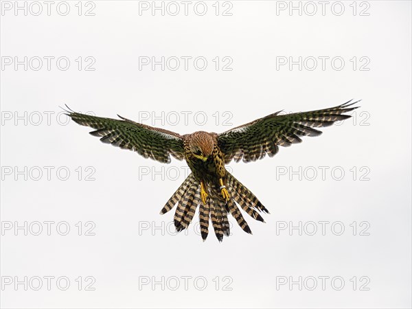 Common kestrel