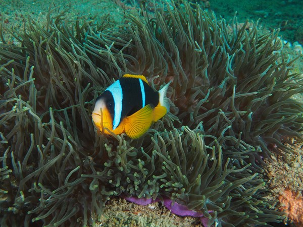 Allards clownfish