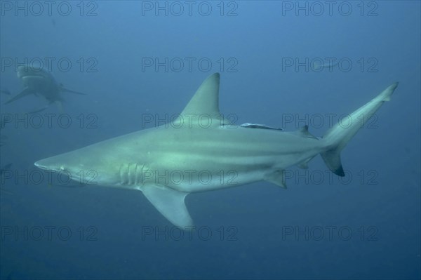 Blacktip shark