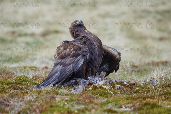 Golden eagle