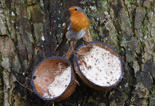 European robin