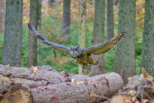 Eurasian eagle-owl