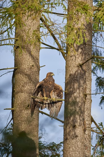 Golden eagle