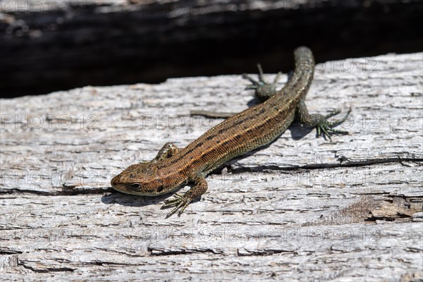 Viviparous lizard