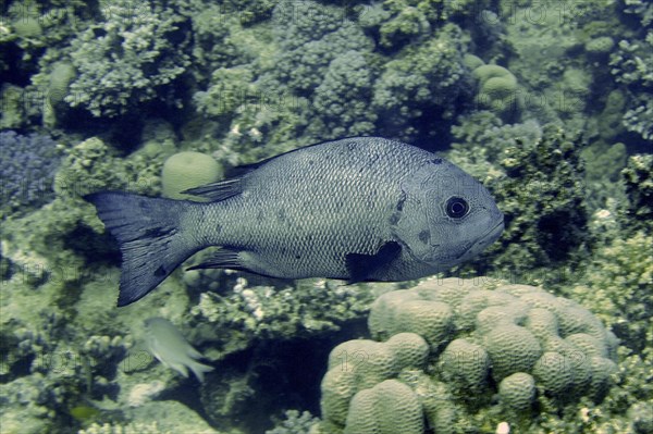 Black and white snapper