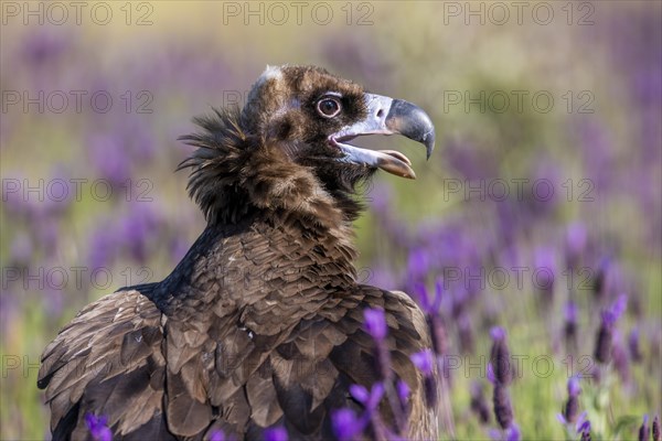 Cinereous vulture