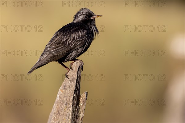 Spotless starling