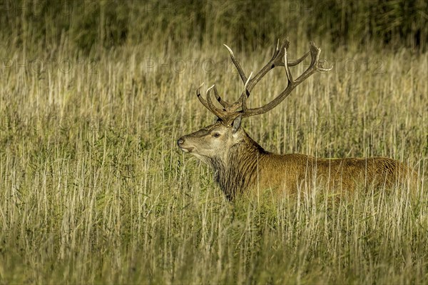 Red deer