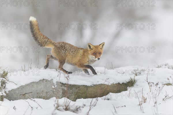 Red fox