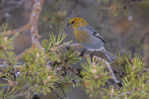 Pine grosbeak