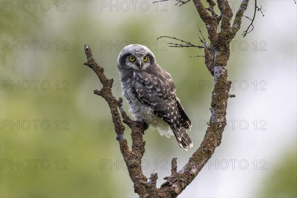 Northern hawk owl