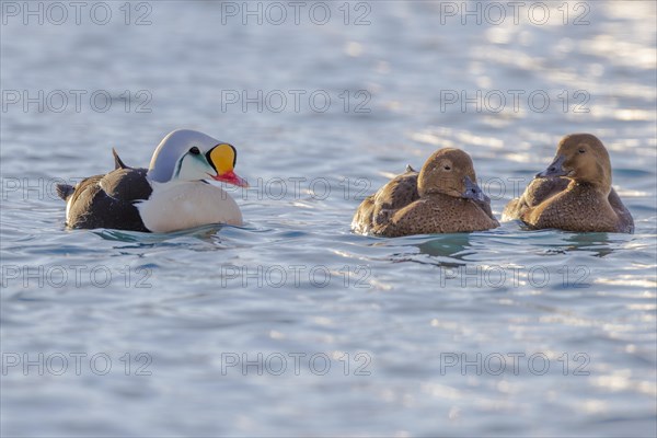 King Eider