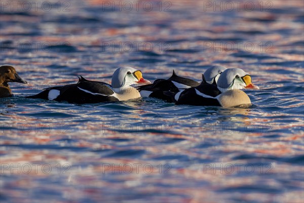 King eiders