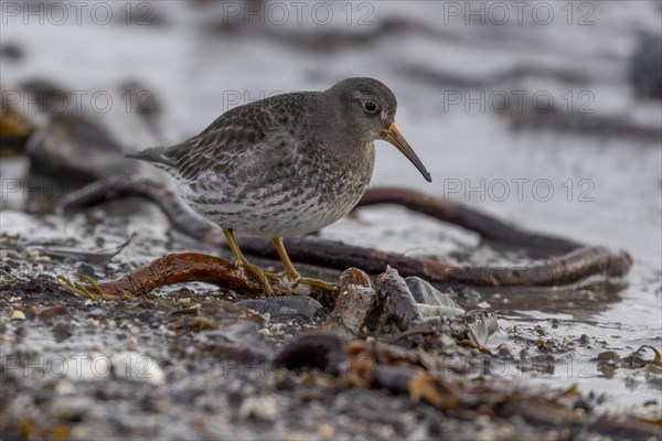 Purple Sandpiper