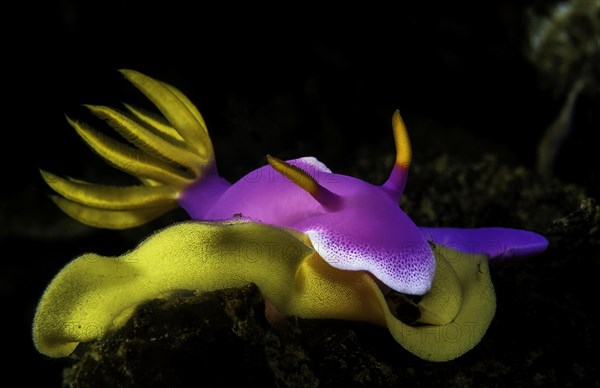 Bullocks hypselodoris