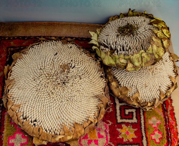 Sunflower head full with ripe sunflower seeds