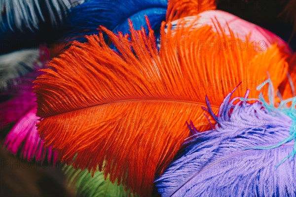 Collection of colored decorative feathers placed on white background