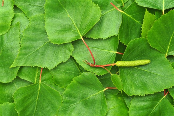 Medicinal plant Birch