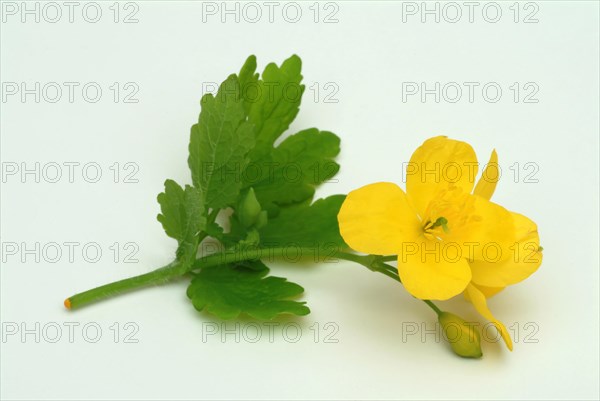 Medicinal plant greater celandine