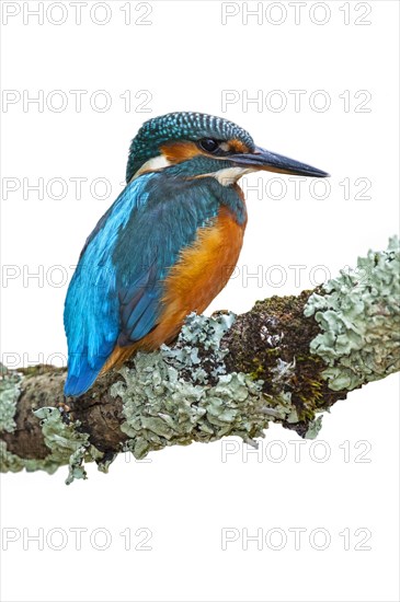 Common kingfisher