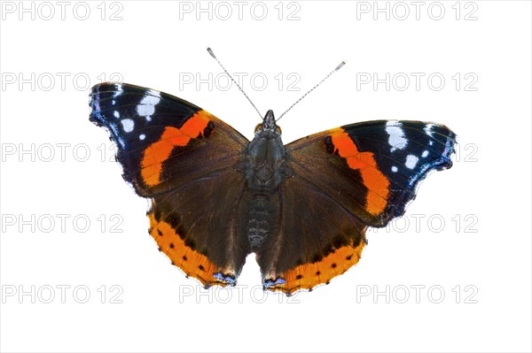 Red admiral