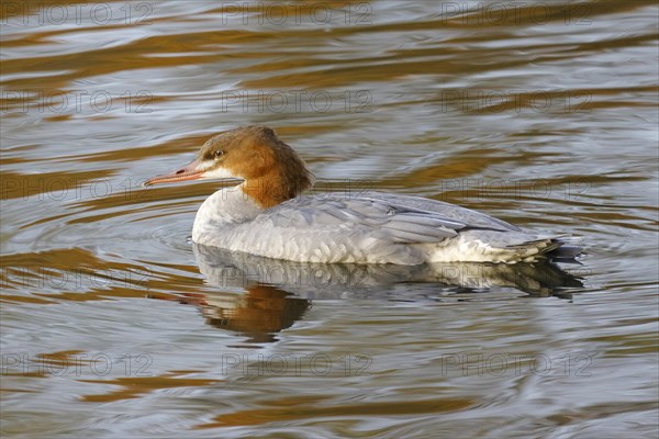 Common merganser