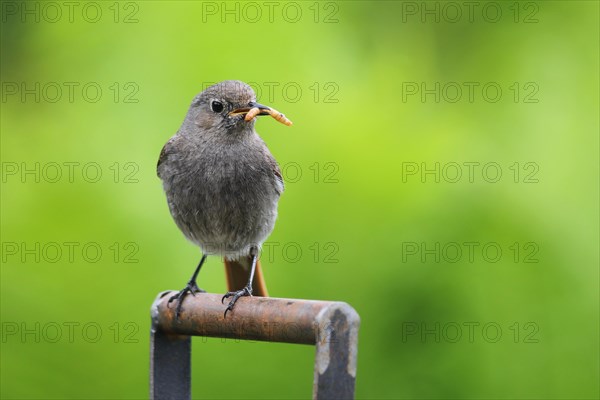 Black Redstart