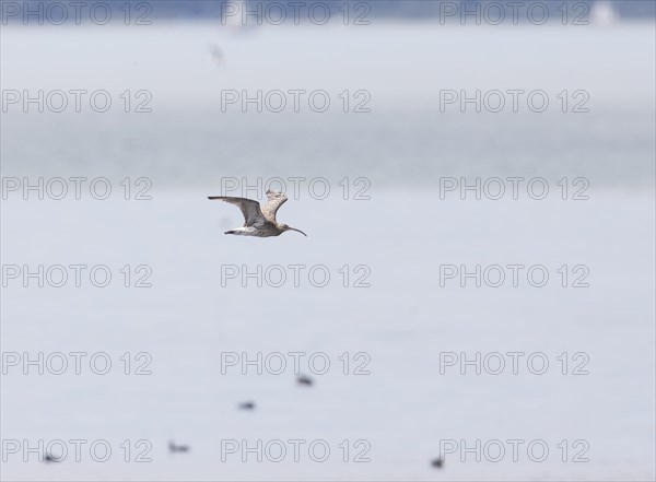 Eurasian curlew