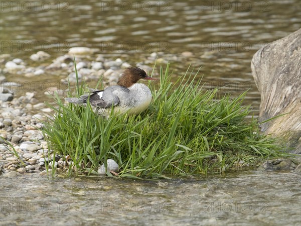 Common merganser